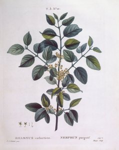 Vuilboom (Rhamnus catharticus), Henry Louis Duhamel du Monceau, botanische plaat door Pierre Joseph Redouté door Pierre Joseph Redouté