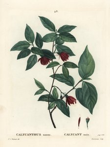 Carolina specerijstruik, Calycanthus floridus var. glaucus door Pierre Joseph Redouté