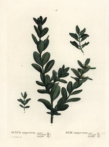 Gewone buxus, Europese buxus of buxushout door Pierre Joseph Redouté