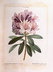 Gewone rododendron (Rhododendron ponticum), Henry Louis Duhamel du Monceau, botanische plaat door Pierre Joseph Redouté door Pierre Joseph Redouté