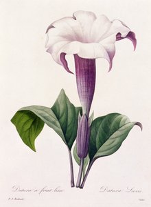 Dature Laevis (gekleurde gravure) door Pierre Joseph Redouté