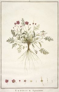 Erodium supracanum, uit Geraniologia, seu Erodii, Pelargonii, Monsoniae et Grieli historia iconibus illustrata, 1787-88 (handgekleurde gravure)