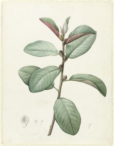 Ficus Rubeginosa door Pierre Joseph Redouté