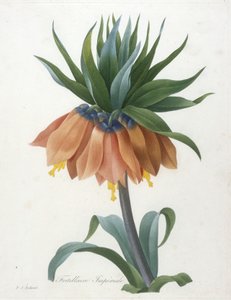 Fritillaria Imperialis, uit Choix Des Plus Belle Fleurs et des Plus Beaux Fruits, 1827