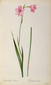 Gladiolus Hirsulus, uit 