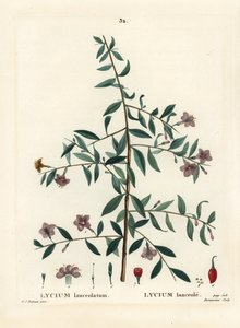 Goji-bes of Chinese boksdoorn, Lycium barbarum door Pierre Joseph Redouté