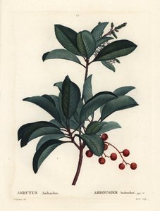 Griekse aardbeiboom