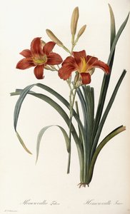 Hemerocallis Fulva - Hemerocallis Fauve