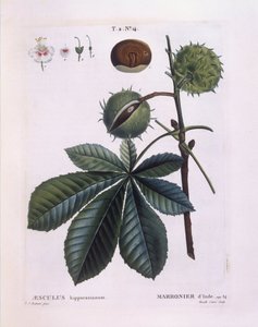 Paardenkastanje of Conkerboom (Aesculus hippocastanum), Henry Louis Duhamel du Monceau, botanische plaat door Pierre Joseph Redouté door Pierre Joseph Redouté