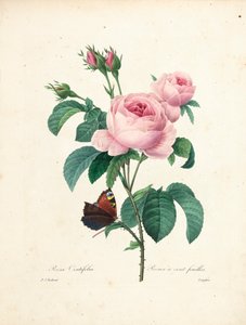 Honderdbladige roos, gegraveerd door Langlois, uit Choix des Plus Belles Fleurs et des Plus Beaux Fruits, Vol. I, 1827-33