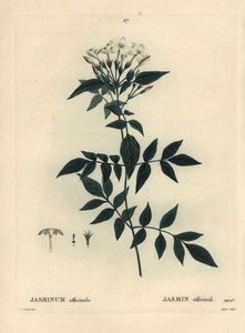 Jasmijn, Jasminum officinale. Handgekleurde stipple gravure door Moret naar een illustratie van Pierre-Joseph Redoute uit Henri Louis Duhamel du Moncel