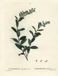 Lederblad door Pierre Joseph Redouté