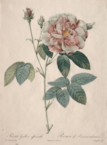 De rozen: Rosa Gallica