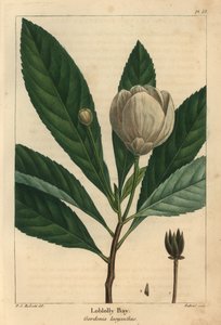 Loblolly bay, Gordonia lasyanthus door Pierre Joseph Redouté