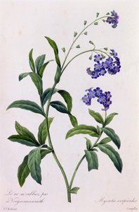 Myosotis Scorpiodes door Pierre Joseph Redouté