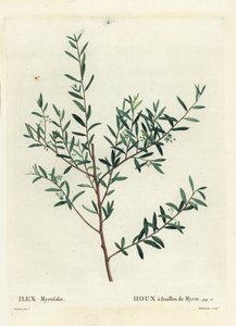 Myrtehulst door Pierre Joseph Redouté