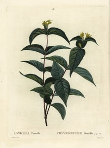 Noordelijke struikgeelster, Diervilla lonicera. Handgekleurde stipple gravure door Du Ruisseau naar een illustratie van Pierre-Joseph Redoute uit Henri Louis Duhamel du Monceau