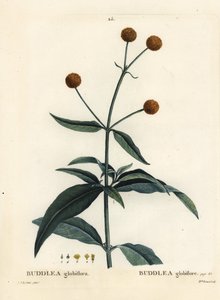 Oranje-bal-boom, Buddleja globosa door Pierre Joseph Redouté