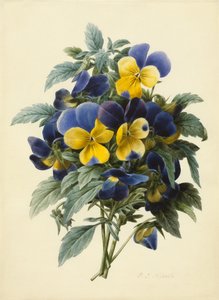 Viooltjes door Pierre Joseph Redouté