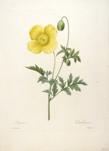 Papaver, uit Choix Des Plus Belle Fleurs et des Plus Beaux Fruits, 1827 (handgekleurde stipple gravure)