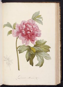 Pioenroos, uit "Beschrijving van Zeldzame en Gecultiveerde Planten in Malmaison en Navarre" door Aime Bonpland, 1812-14