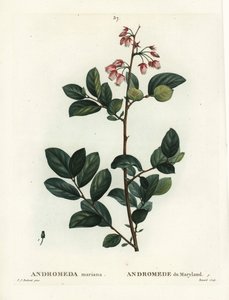 Pieris mariana, Andromeda mariana door Pierre Joseph Redouté