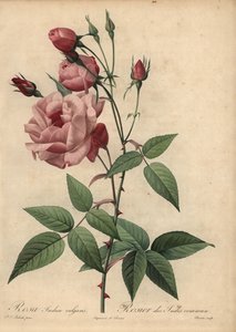 Roze Chinese roos, Rosa chinensis