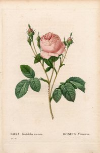 Roze Vilmorin, Rosa centifolia Vilmorin door Pierre Joseph Redouté