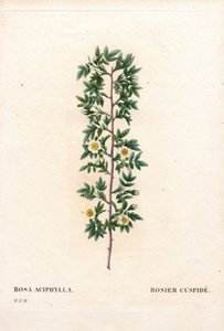 Roze cuspidate, Rosa canina variëteit