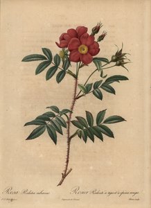 Rode roos, Rosa door Pierre Joseph Redouté