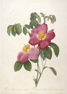 Rosa Gallica rosea flore simplici, Rosier de Provins a fleurs roses et simples, uit La Couronne Des Roses, 1817-24 (handgekleurde stipple gravure)