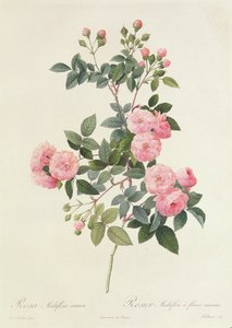 Rosa Multiflora Carnea