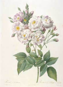 Rosa noisettiana, Rosier de Philippe de Noisette, uit La Couronne des Roses, 1817-24 (handgekleurde stipple gravure) door Pierre Joseph Redouté