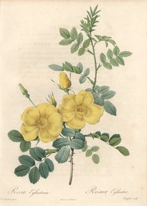 Rosa rubigineux met gele rozen (Rosa rubiginosa) - Ets van Langlois, gebaseerd op een illustratie van Pierre Joseph Redoute (1759-1840), uit Les Roses door Pierre Joseph Redouté