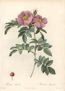 Roos van Virginia, met roze bloemen - Eau forte de Bessin, gebaseerd op een illustratie van Pierre Joseph Redoute, uit Les Roses door Pierre Joseph Redouté