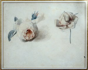 Rozenstudie Aquarel door Pierre Joseph Redoute (1759-1840) 19e eeuw Malmaison, musee du chateau. door Pierre Joseph Redouté