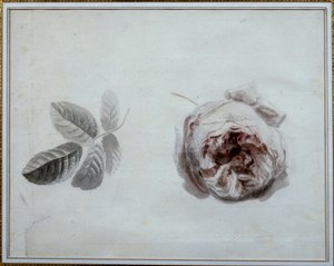 Rozenstudie Aquarel door Pierre Joseph Redoute (1759-1840) 19e eeuw Malmaison, musee du chateau. door Pierre Joseph Redouté