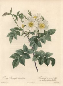 Korte stijl roos, variëteit met gele en witte bloemen - Ets door Langlois Charlin, naar een illustratie van Pierre Joseph Redoute (1759-1840), uit Les Roses door Pierre Joseph Redouté