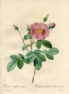 Rosier honderd bladeren met eenvoudige bloemen - Eau forte de Chapuy, uit een illustratie van Pierre Joseph Redoute, uit Les Roses door Pierre Joseph Redouté