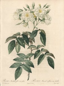 Rosier musque, met dubbele bloemen - Ets van Charlin, uit een illustratie van Pierre Joseph Redoute (1759-1840), extract uit Les Roses door Pierre Joseph Redouté