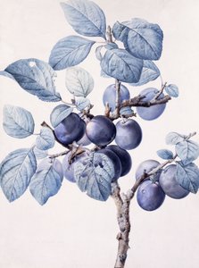De Tak van een Pruimenboom met een Wesp die Water Drinkt op een Blad door Pierre Joseph Redouté