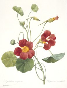Tropaeolum majus (Tuinnasturtium), 1827 door Pierre Joseph Redouté