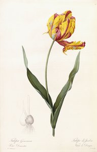 Tulipa Gesneriana - Tuin tulp
