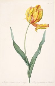 Tulipa Gesneriana var. Dracontia Papegaaitulp, 1816