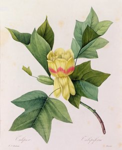 Tulipifera