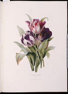 Tulpen, uit "Een fijne serie bloemboeketten" door Pierre Joseph Redouté