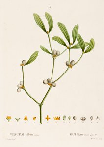 Viscum album L. Maretak