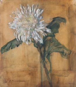 Chrysant