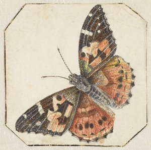 Distelvlinder (Vanessa cardui)