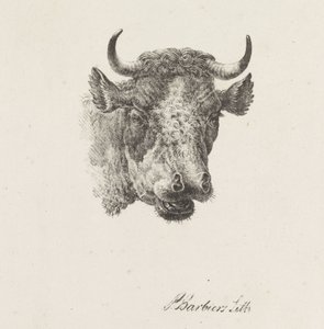 Stierenkop